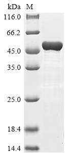 Human KRT18 protein