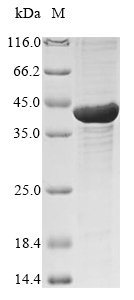 Human LEFTY2 protein