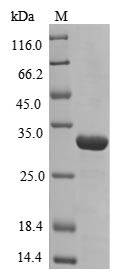 Human PRDX1 protein
