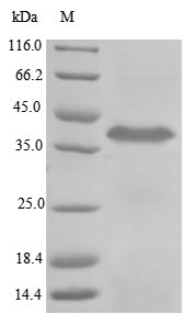 Primate TPBG protein