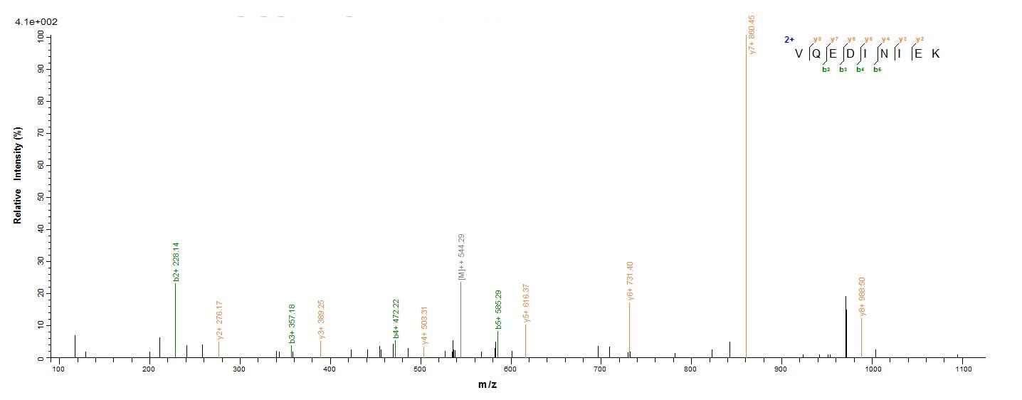 Bacteria porB protein