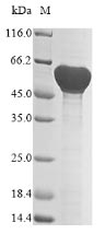 Bacteria dltA protein