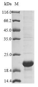 E. coli rzoR protein