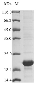 E. coli rzoR protein