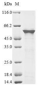 Fungi mas5 protein