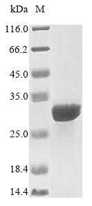 Human IL15RA protein