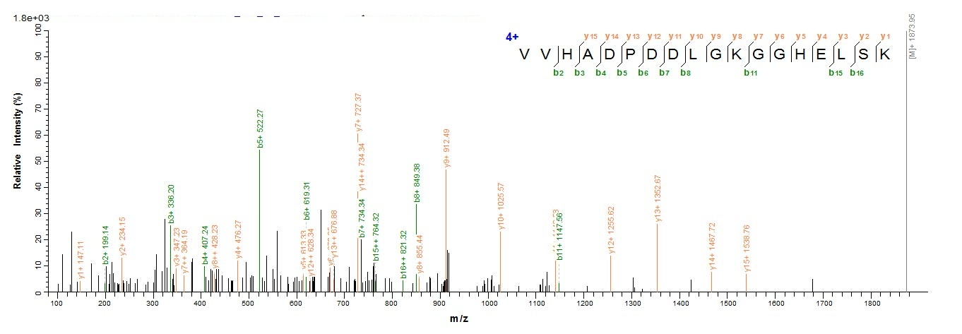Fungi sodC protein