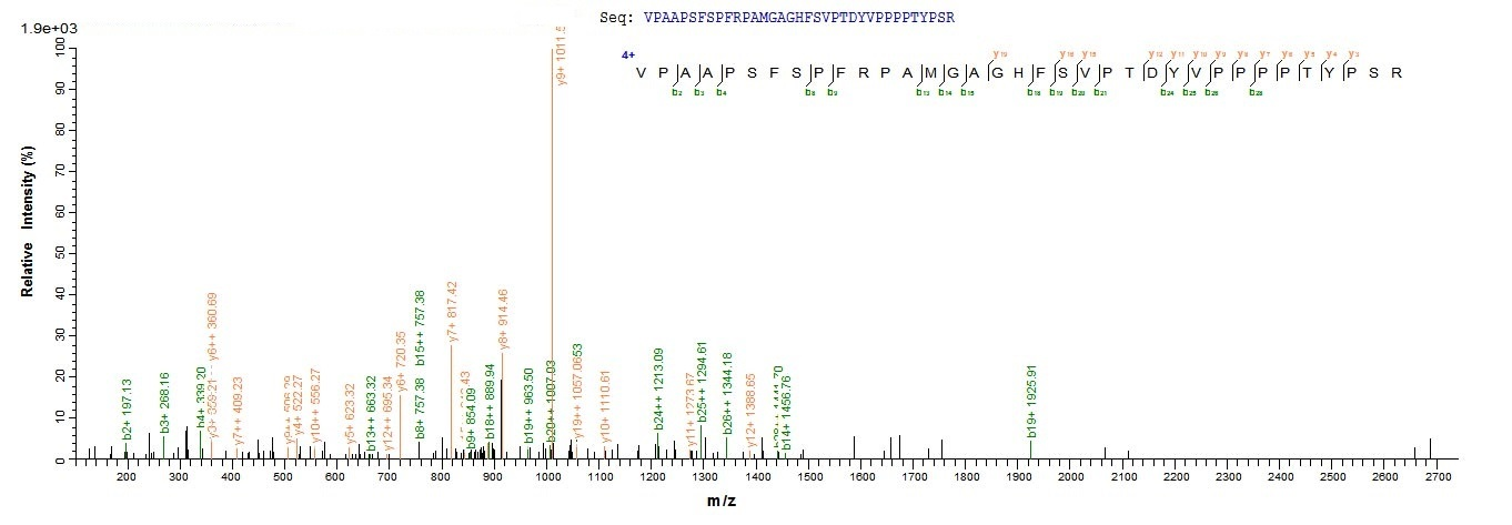Mouse Zc3h12a protein