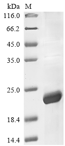 Human IL31 protein