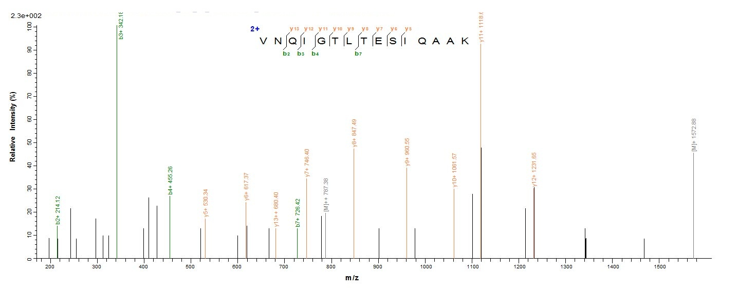 Fungi enoA protein