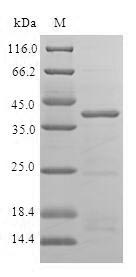 Human ISCU protein