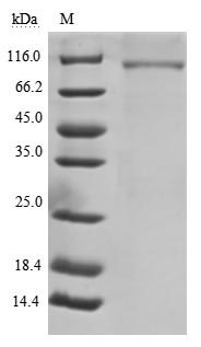 Human CD22 protein