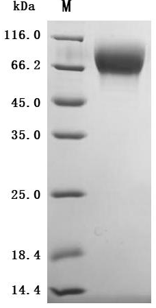 Primate TPBG protein