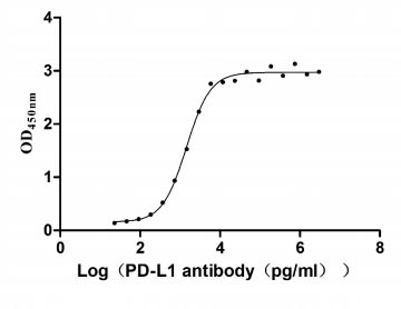 Human CD274 protein