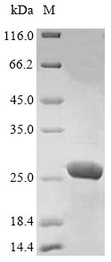 Human PRDX1 protein