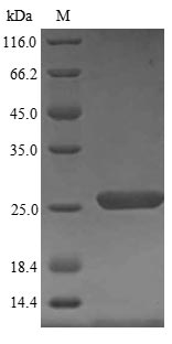 Human PRDX1 protein