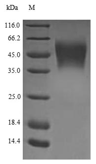 Human TNFRSF1B protein