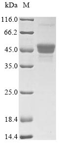 Fungi PRA1 protein