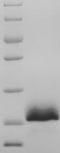 Human PLIN1 protein