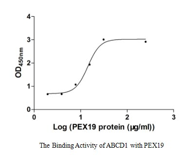 Human ABCD1 protein