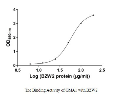 Human OMA1 protein
