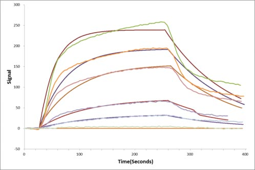 Human EFNA5 protein