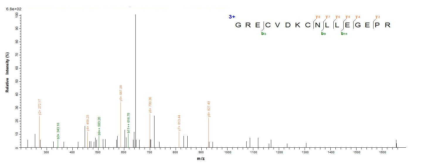 Human EGFR protein