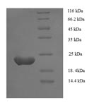 Human GLI1 protein