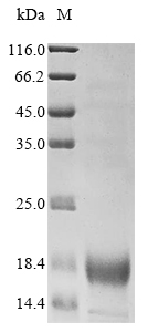 Human PLPPR2 protein