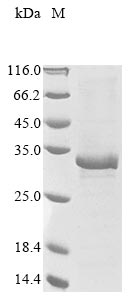 Human OSMR protein