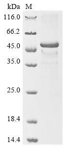 Human Cytokine receptor-like factor 1 protein