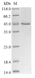 Human CRLF1 protein