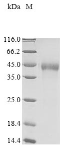 Mouse Tmprss15 protein
