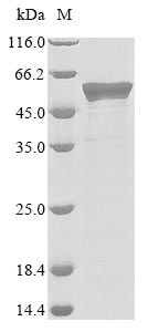 Human coronavirus HKU1 Nucleo protein