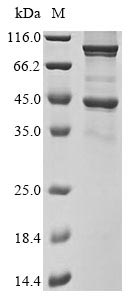 lpxK protein