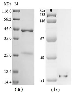 Hepatitis delta virus genotype I Small delta antigen protein