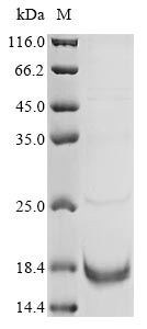 Plant Helianthus annuus Non-specific lipid-transfer protein