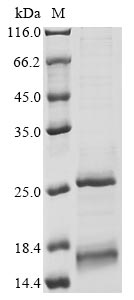 Human GYPB protein
