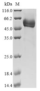 Mouse Fam3b protein