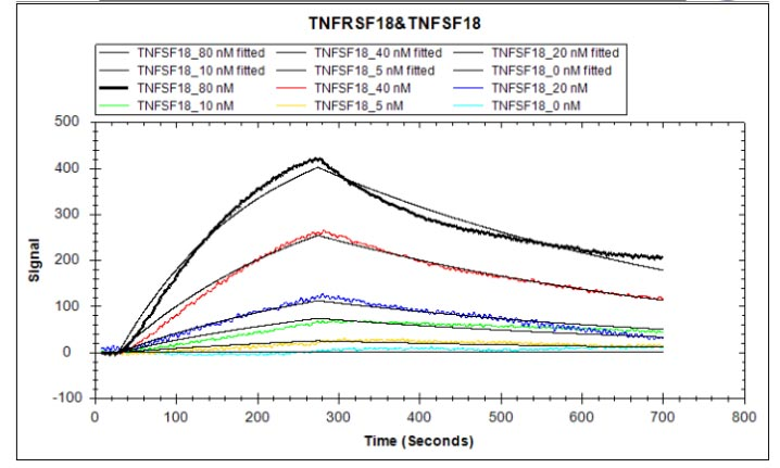 Human TNFRSF18 protein