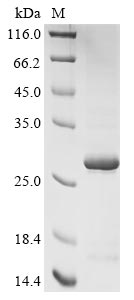 Mouse Fam3b protein