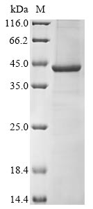 Human ERLIN1 protein