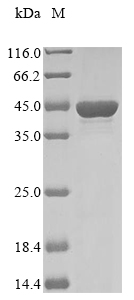 ompC protein