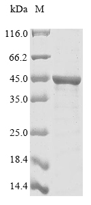 ompA protein