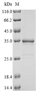 Hepatitis delta virus genotype I Large delta antigen protein