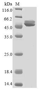 Human KRT18 protein