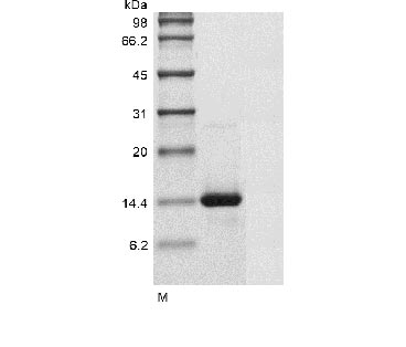 Human GDF7 protein