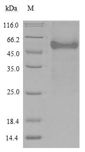 Human TNFRSF14 protein