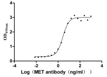 Human MET protein