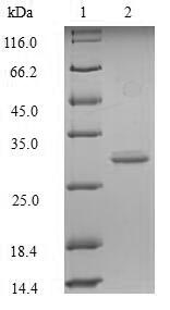 Mouse Glp1r protein